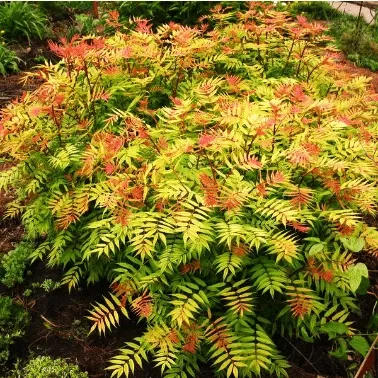 Рябинник Sem рябинолистный