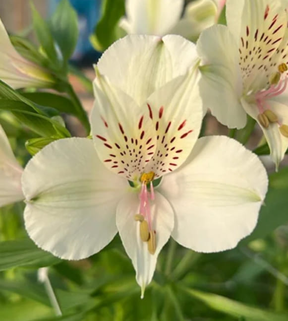 Альстромерия Глейсер (Glacier) саженец (корни)