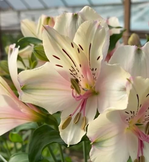 Альстромерия Кордоба (Cordoba) саженец (корни)