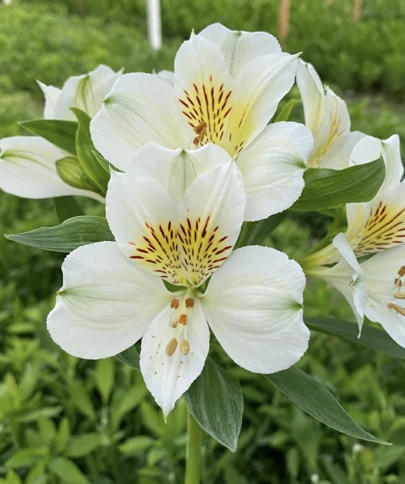 Альстромерия Анастасия (Anastasia) саженец (корни)