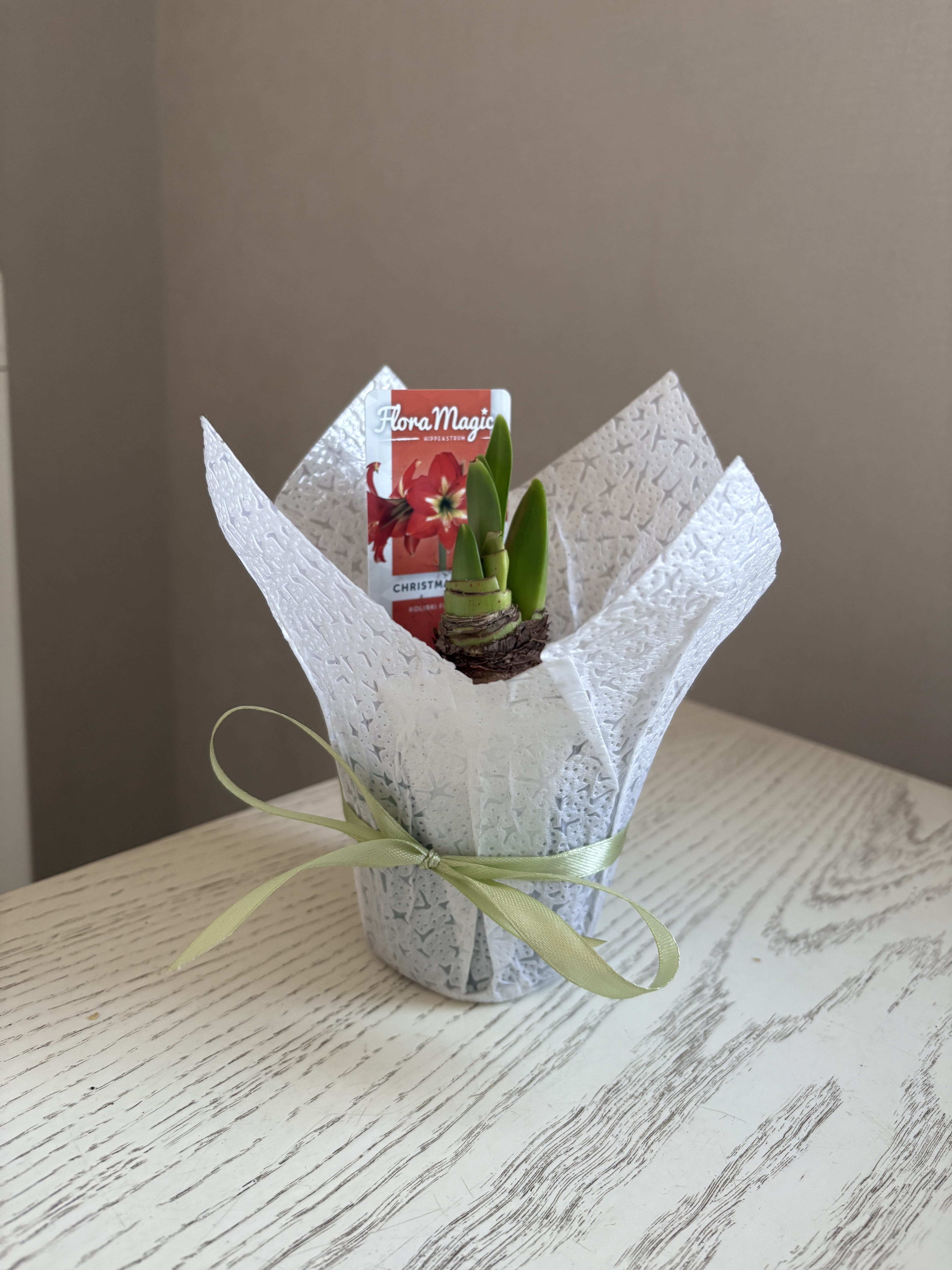 Гиппеаструм (амариллис) в горшке