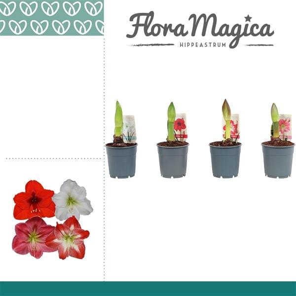 Гиппеаструм Hipp Mix