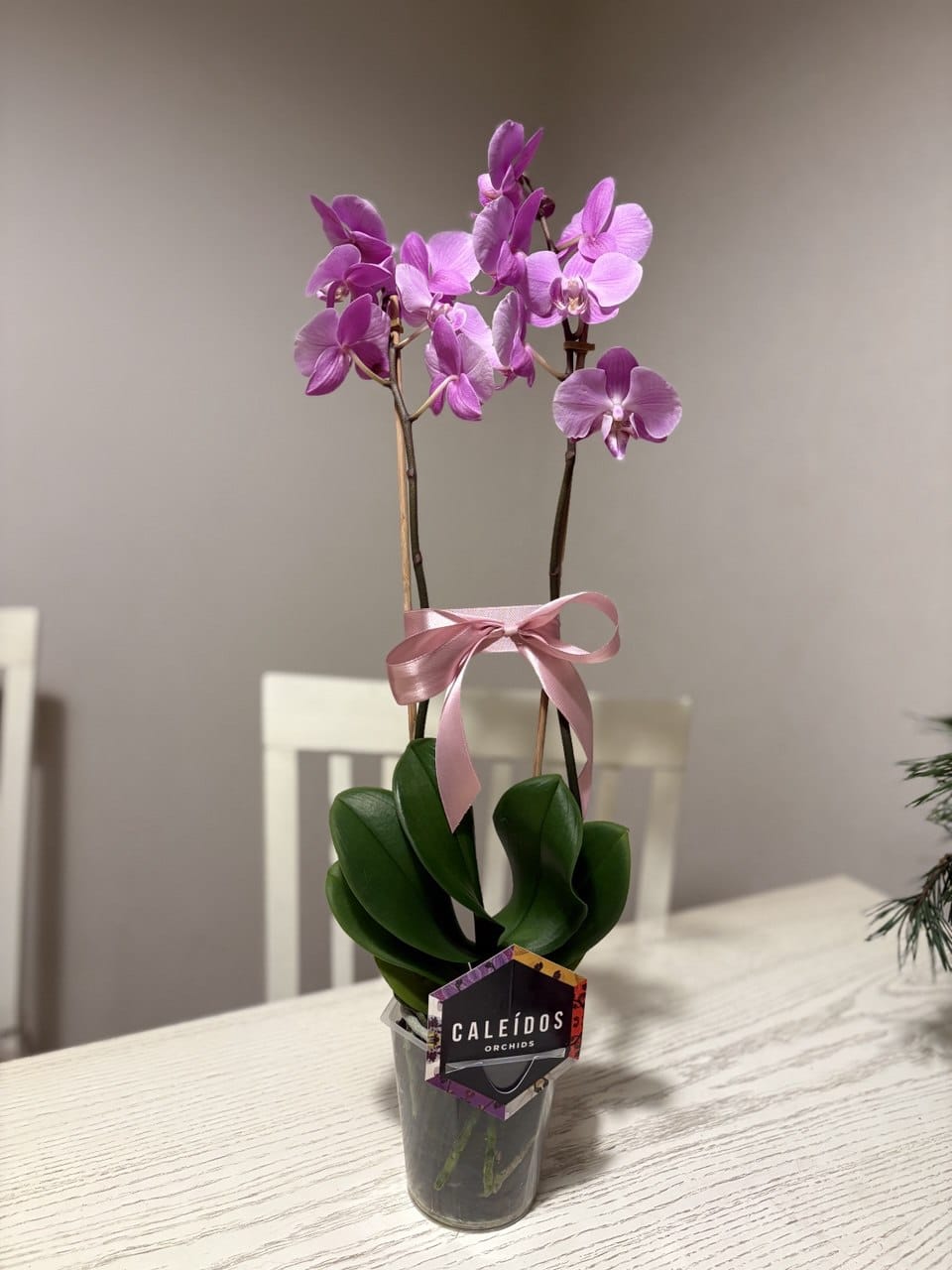 Орхидея Фаленопсис 60-65см