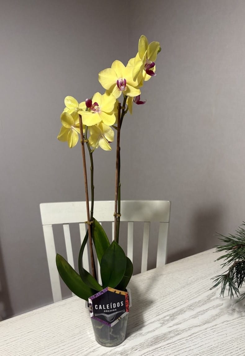 Орхидея 60-65см