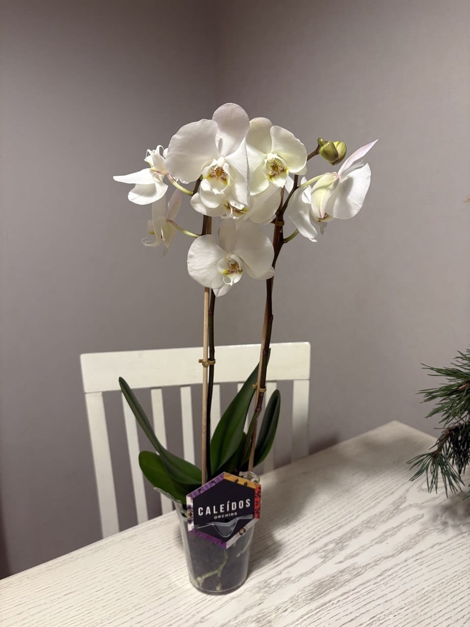 Орхидея Фаленопсис 50-55см