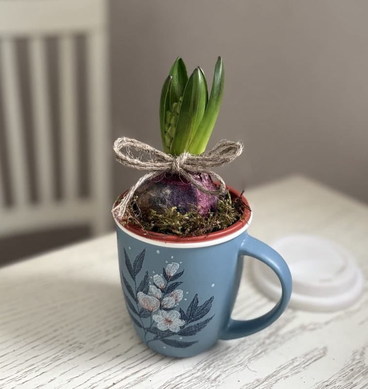 Гиацинт в керамической кружке