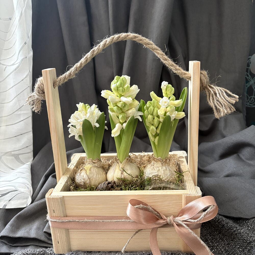 Гиацинты в ящике