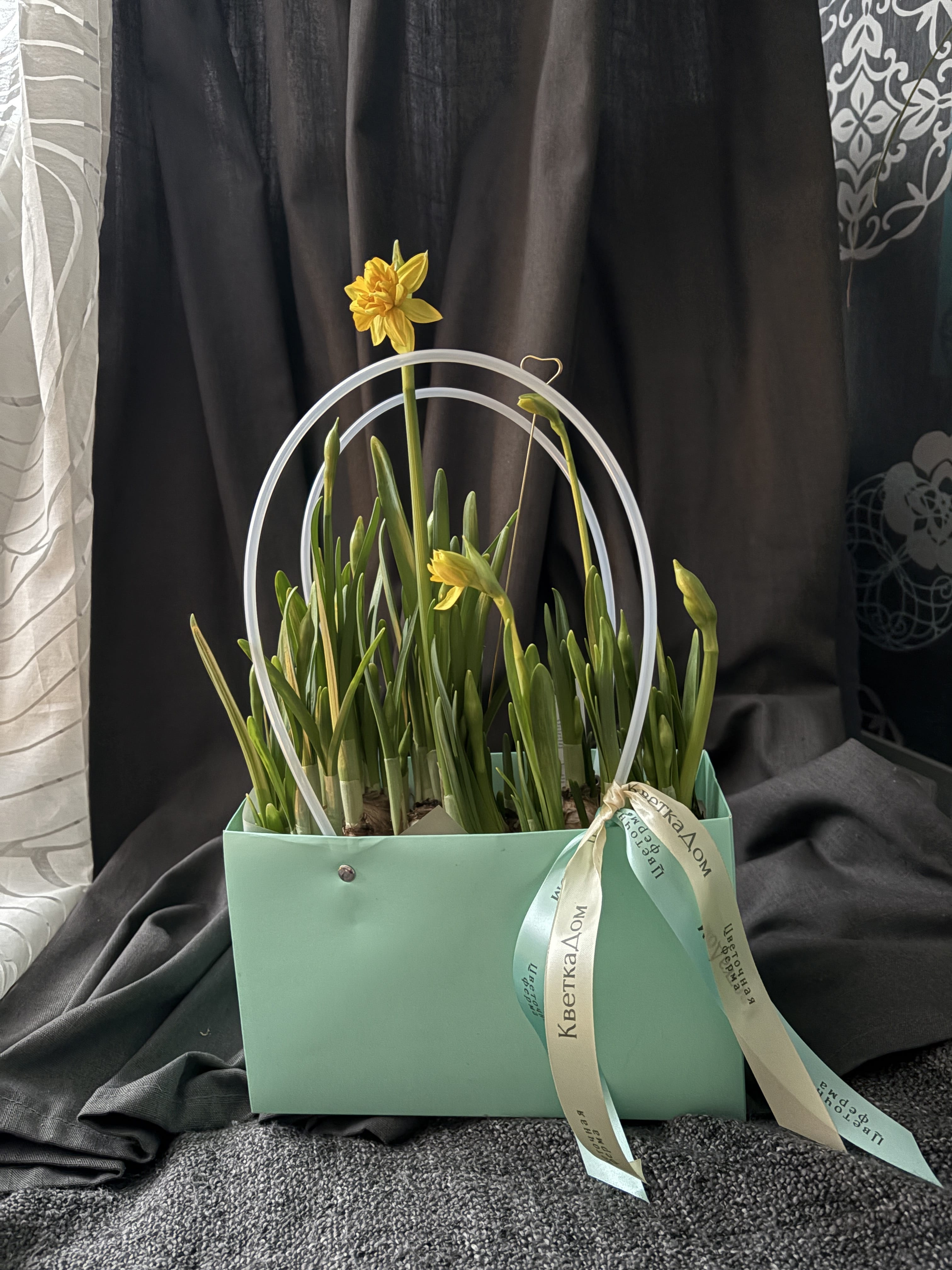 Нарциссы Tetre Bucle в сумочке