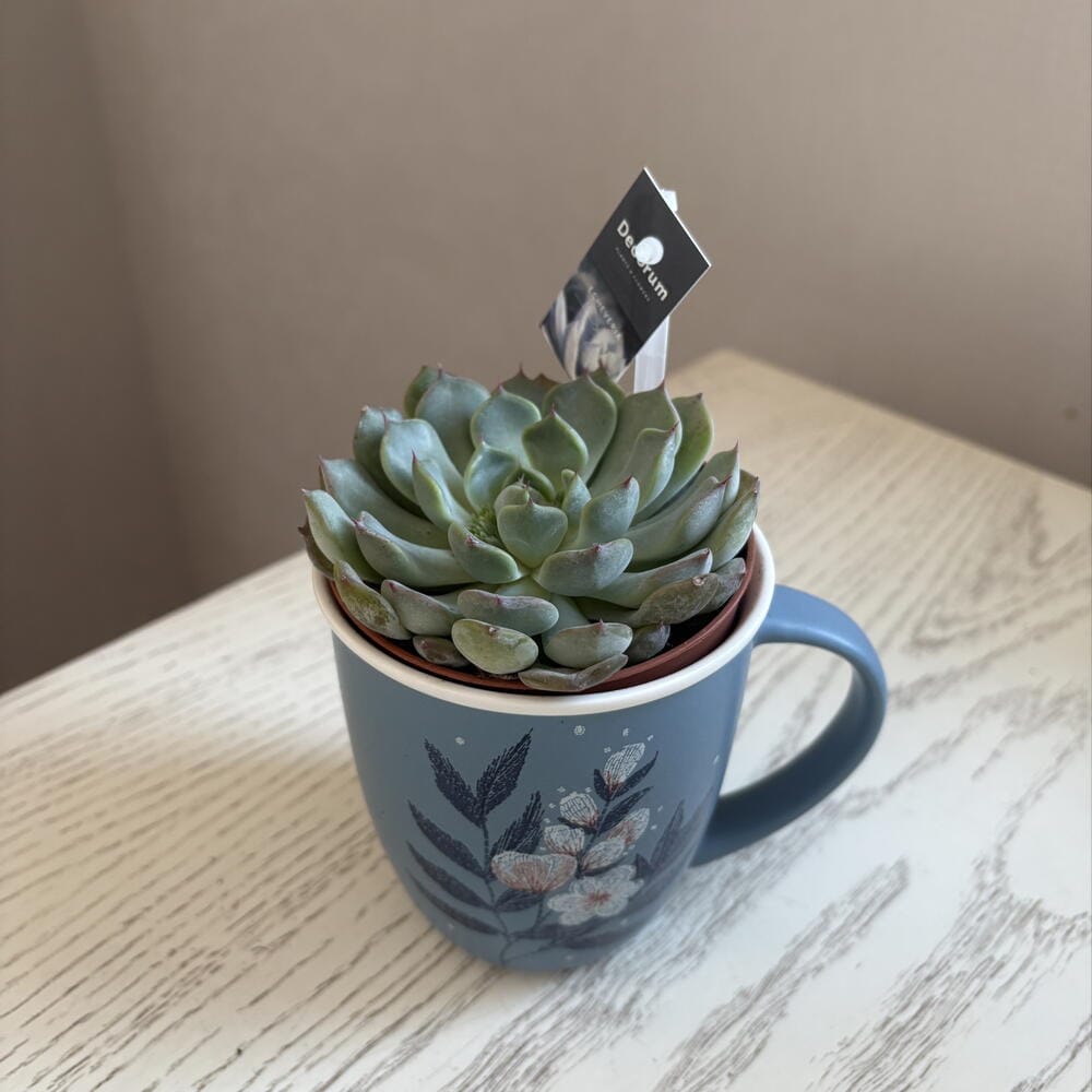 Эхеверия в керамической кружке