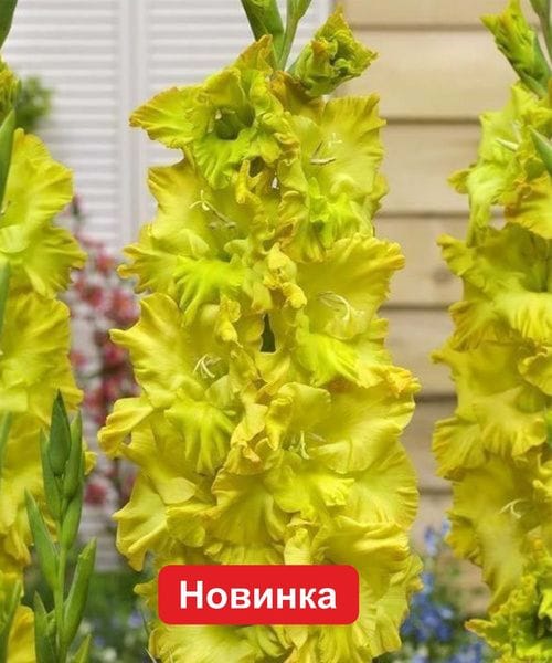 Гладиолус гофрированный Блитц, 3 шт.