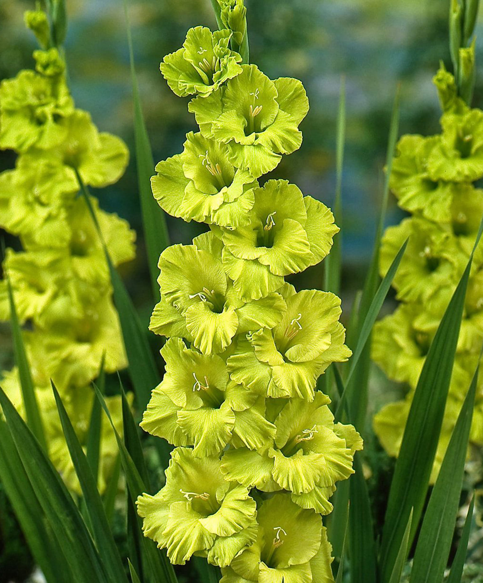 Гладиолус крупноцветковый Грин Стар, 3 шт.