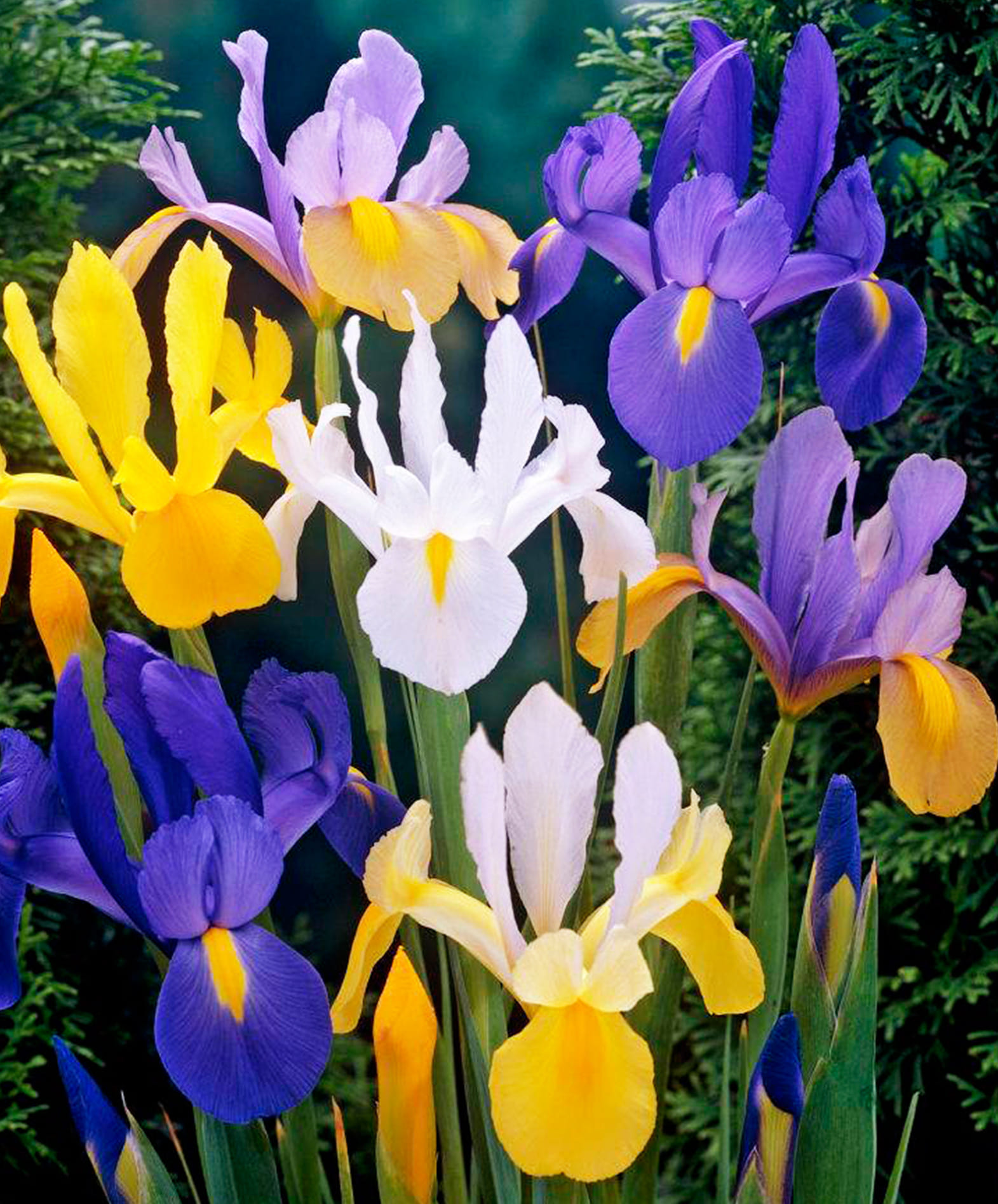 Ирис голландский Микс, 5 шт.