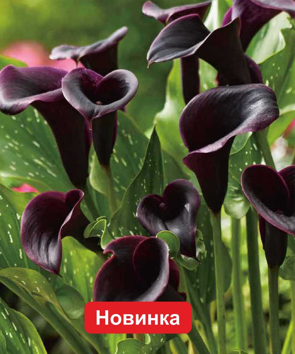 Калла Дубай Найтс, 1 шт.