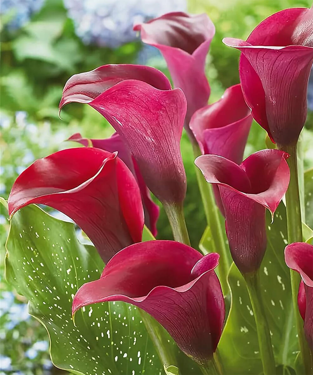 Калла Капитан Промис, 1 шт.