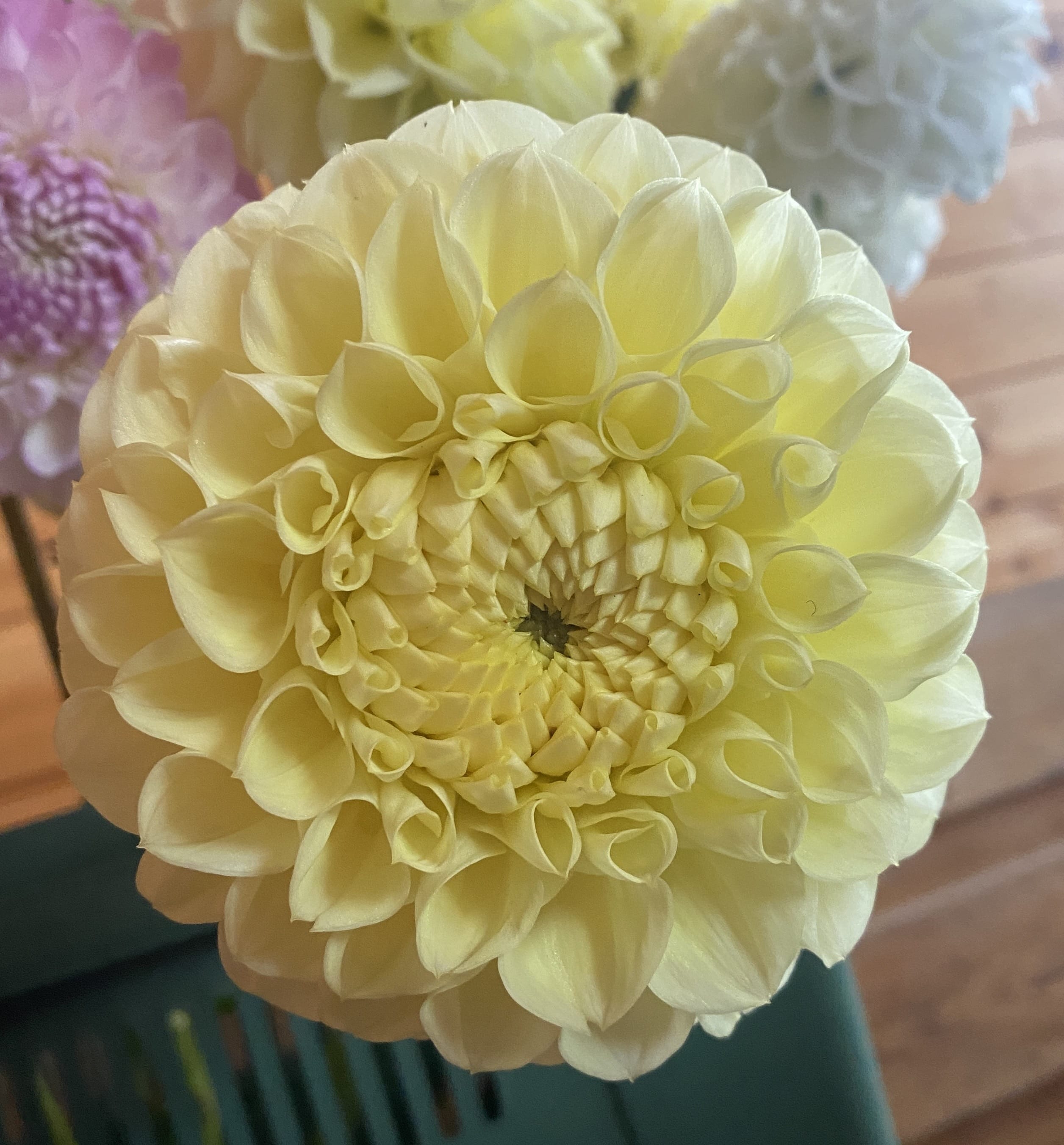 Георгина шаровидная Полвентон Суприм, 1 шт.