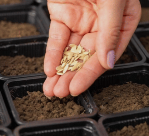 Семена, газон, сидераты