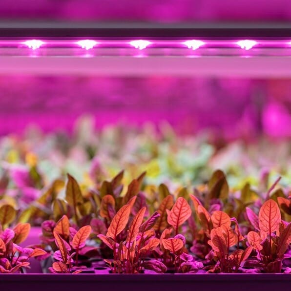 Фитолампы, фитосветильники для растений