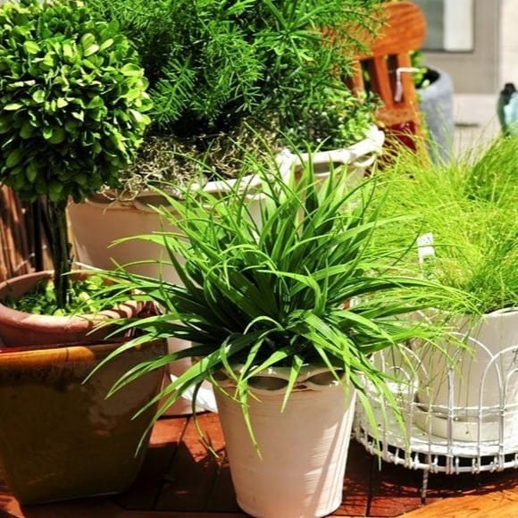 Растения, саженцы