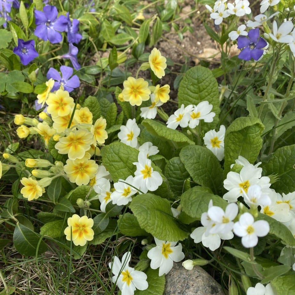 Выращивание растений