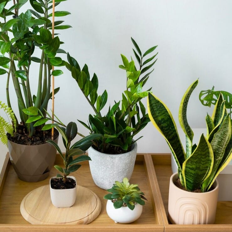 Кашпо, горшки для цветов