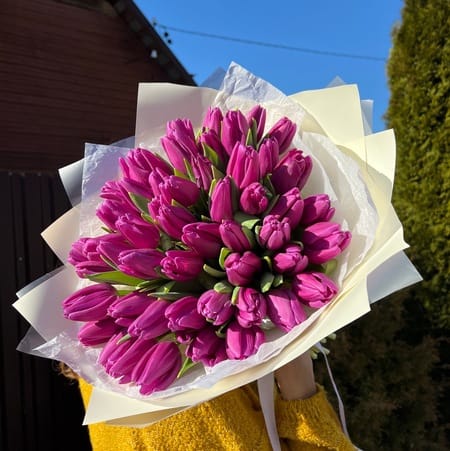 51 Фиолетовый тюльпан " Грэй"