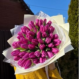 51 Фиолетовый тюльпан " Грэй"