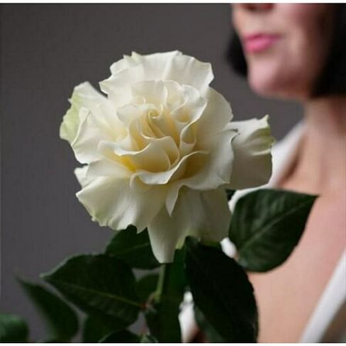 Французская роза Белая