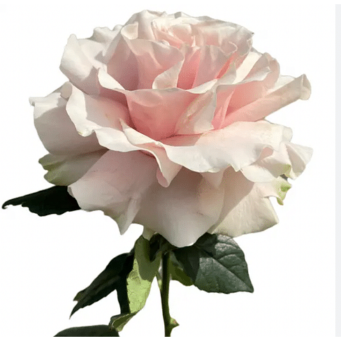 Французская роза Розовая