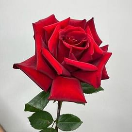Французская роза Красная