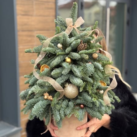 Елка из нобилиса