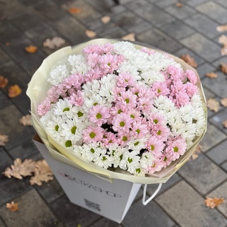 БОКС хризантем "Розовая гавань" 21шт