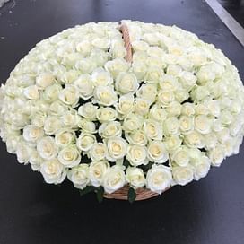 Корзина белых роз 201 роза