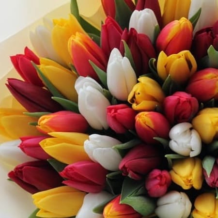 Букет "Весенний микс" (75 тюльпанов)
