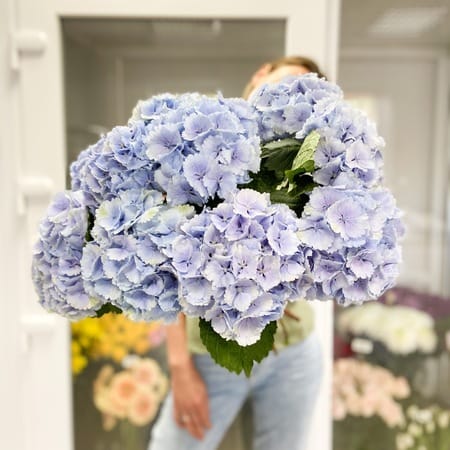 Сезон гортензий открыт!