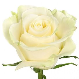 Роза белая "Mondial" Эквадор