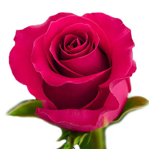 Роза малиновя "Готча" Эквадор