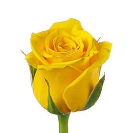Роза желтая Эквадор
