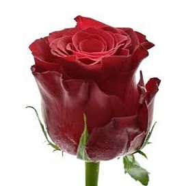 Роза красная Родос (Кения) 60 см Кения