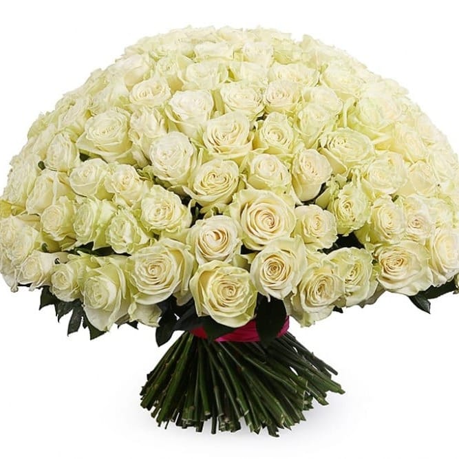 Букет роз "Айсберг" 60 см
