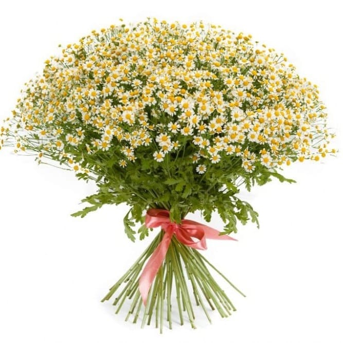 Букет ромашек "Летнее поле"