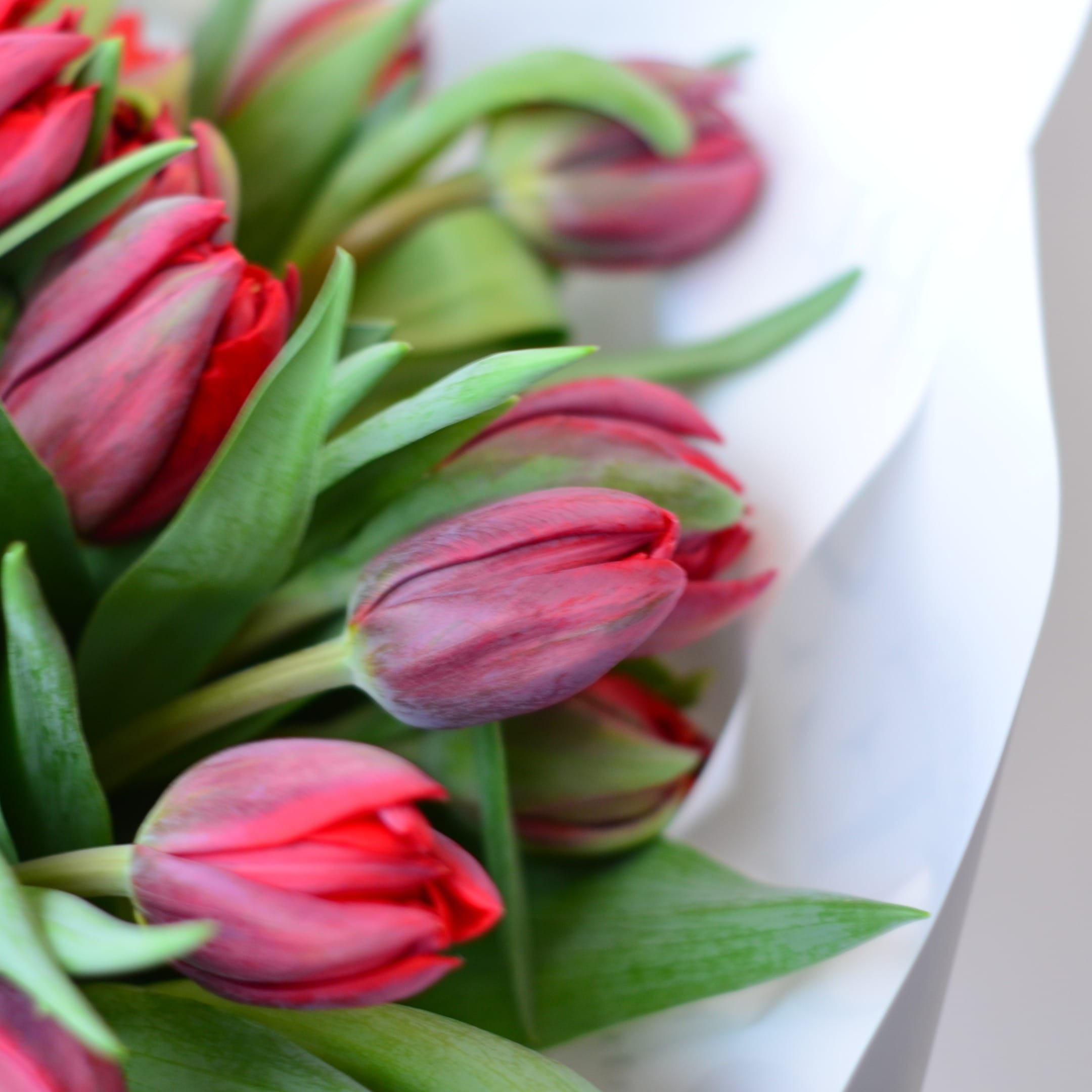 51 пионовидный тюльпан в упаковке "Пурпурный ветер"