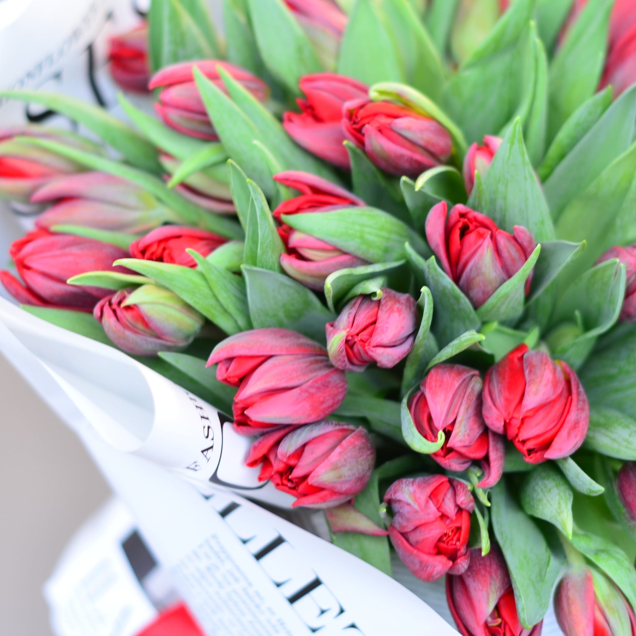 51 пионовидный тюльпан в упаковке "Пурпурный ветер"