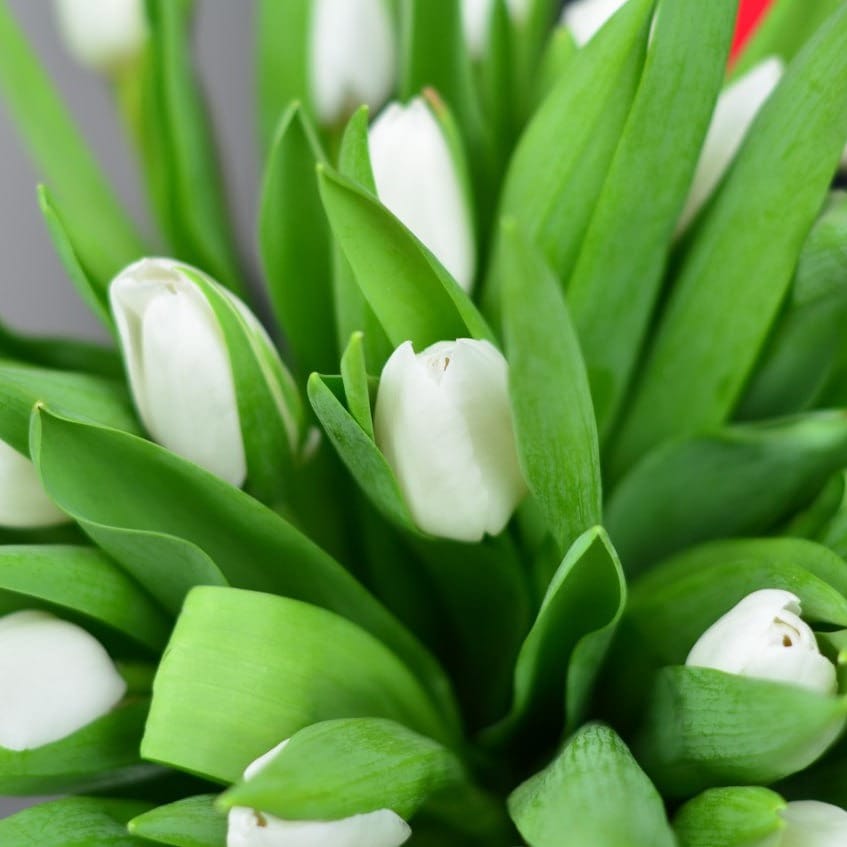 Букет из 25 белых тюльпанов "Прекрасный мир"