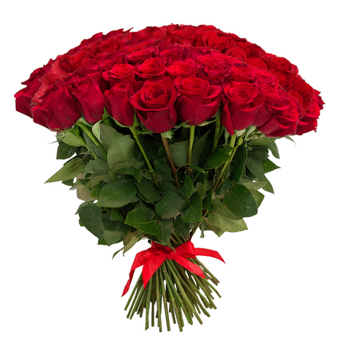 Букет роз "Большая звезда" 75 роз Эквадорская роза