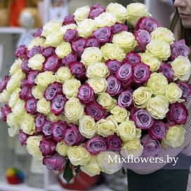 Букет роз "Сиреневые и белые" 101 роза Эквадорские розы