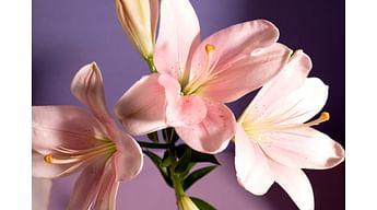 Лилии без тычинок: почему цветочные магазины часто их убирают?