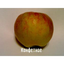 Саженцы яблони Конфетное Садоград 1-летний саженец