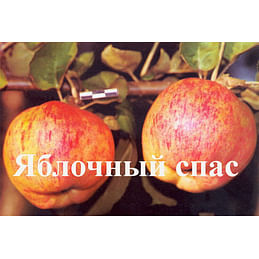 Яблоня "Яблочный спас" Садоград 1летние саженцы