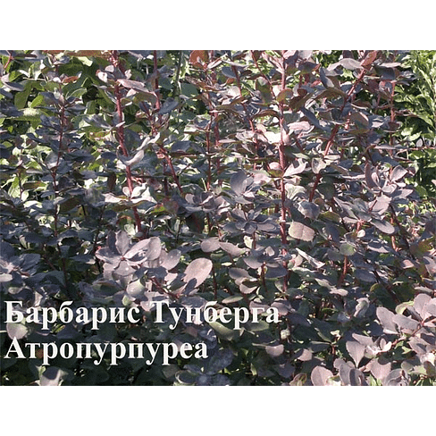 Барбарис Тунберга "Атропурпуреа" (Atropurpurea) Садоград 1-2хлетние саженцы