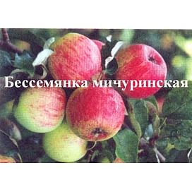Саженцы яблони Бессемянка мичуринская Садоград 2-летний саженец